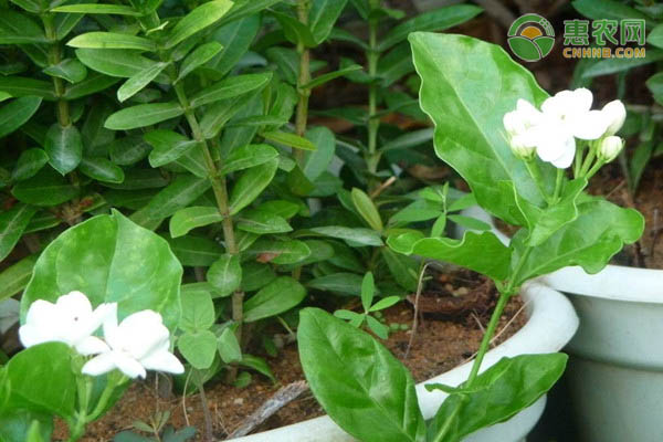 茉莉花的養(yǎng)殖技巧和注意事項(xiàng)-圖片版權(quán)歸惠農(nóng)網(wǎng)所有