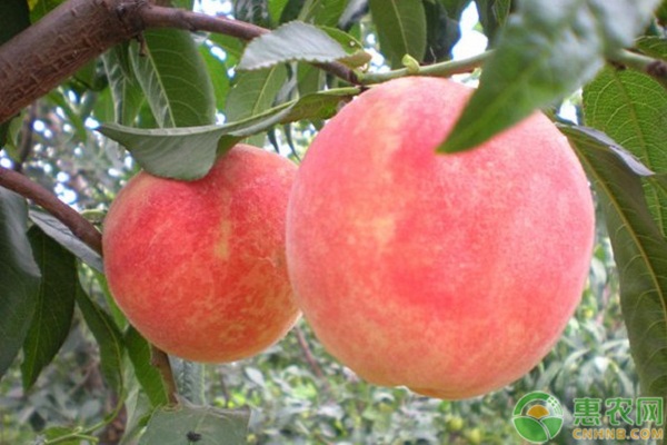 3月桃樹管理方法-圖片版權(quán)歸惠農(nóng)網(wǎng)所有