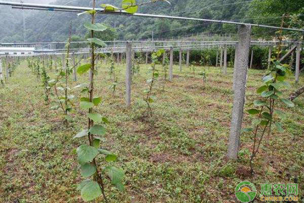 3月份果树种植管理指南-图片版权归惠农网所有