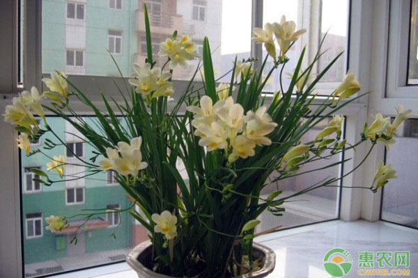 香雪蘭的種植方法和時間-圖片版權(quán)歸惠農(nóng)網(wǎng)所有