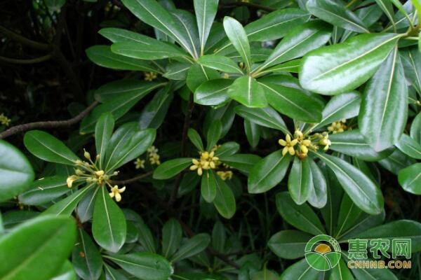 鴨掌木的養(yǎng)殖技巧和注意事項(xiàng)-圖片版權(quán)歸惠農(nóng)網(wǎng)所有