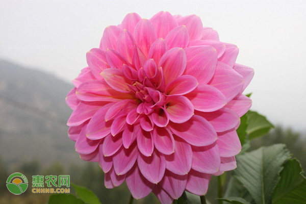 大麗花的養(yǎng)殖技巧和注意事項-圖片版權(quán)歸惠農(nóng)網(wǎng)所有