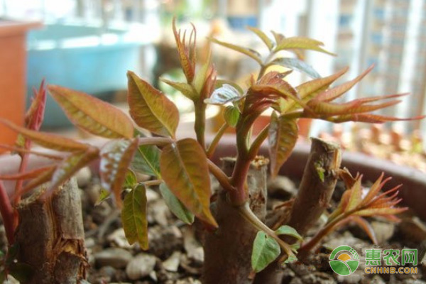 香椿种植时间和方法-图片版权归惠农网所有