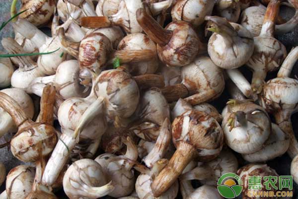 慈菇的種植方法和時(shí)間-圖片版權(quán)歸惠農(nóng)網(wǎng)所有
