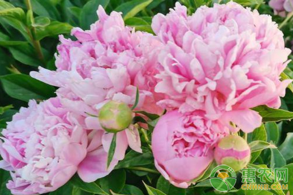 芍藥花的種植方法和時間-圖片版權(quán)歸惠農(nóng)網(wǎng)所有