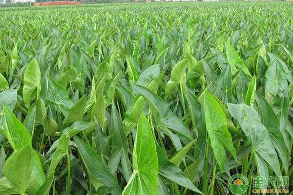 慈菇的種植方法和時(shí)間-圖片版權(quán)歸惠農(nóng)網(wǎng)所有