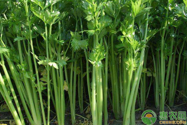 西芹的種植方法和時(shí)間-圖片版權(quán)歸惠農(nóng)網(wǎng)所有