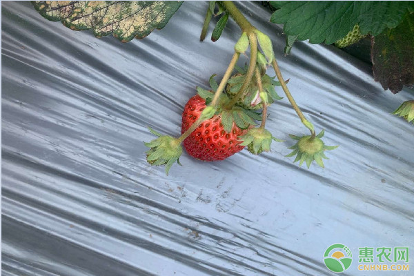 草莓幼苗的种植方法-图片版权归惠农网所有