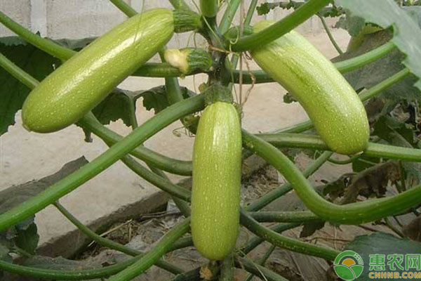 早春西葫蘆什么時(shí)間種？-圖片版權(quán)歸惠農(nóng)網(wǎng)所有