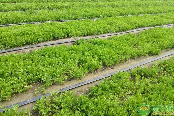 西芹的種植方法和時(shí)間-圖片版權(quán)歸惠農(nóng)網(wǎng)所有