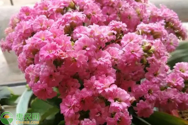 長壽花養(yǎng)護技巧和方法-圖片版權歸惠農(nóng)網(wǎng)所有
