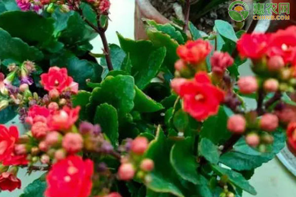 長壽花養(yǎng)護技巧和方法-圖片版權歸惠農(nóng)網(wǎng)所有