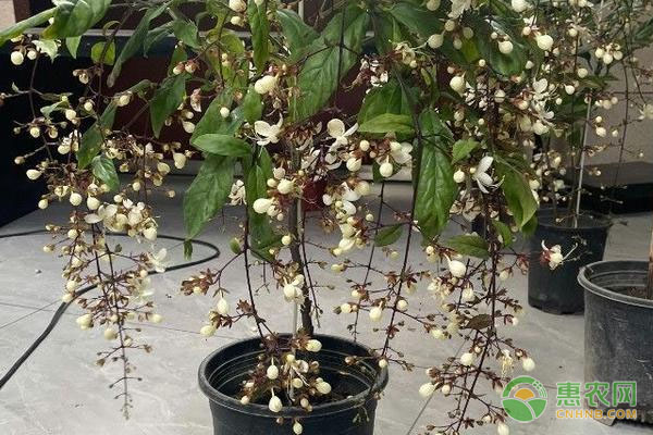 垂絲茉莉養(yǎng)殖方法與技巧-圖片版權(quán)歸惠農(nóng)網(wǎng)所有