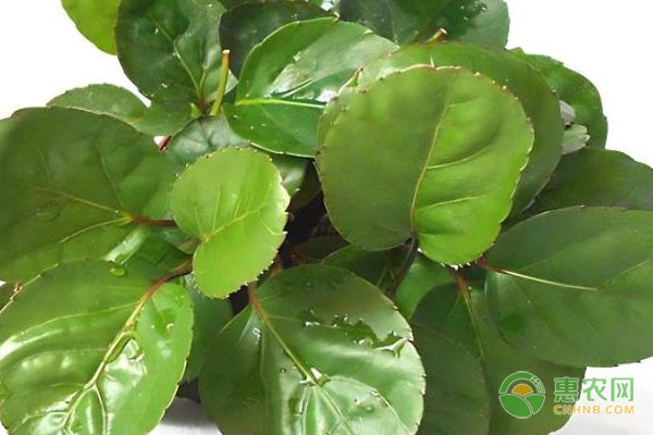 福祿桐的養(yǎng)殖方法與技巧-圖片版權(quán)歸惠農(nóng)網(wǎng)所有