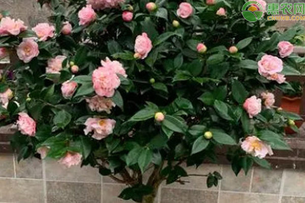 茶花養(yǎng)護技巧和方法-圖片版權(quán)歸惠農(nóng)網(wǎng)所有