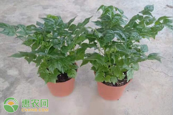 幸福樹養(yǎng)護技巧-圖片版權歸惠農(nóng)網(wǎng)所有