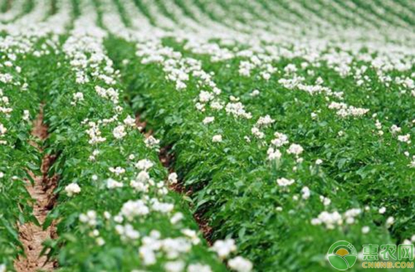 春土豆種植時間和方法-圖片版權歸惠農(nóng)網(wǎng)所有