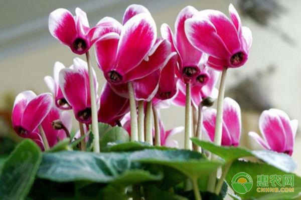 仙客來花夏天的養(yǎng)護(hù)方法-圖片版權(quán)歸惠農(nóng)網(wǎng)所有