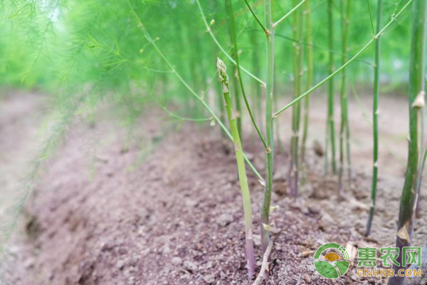 蘆筍的種植方法-圖片版權(quán)歸惠農(nóng)網(wǎng)所有