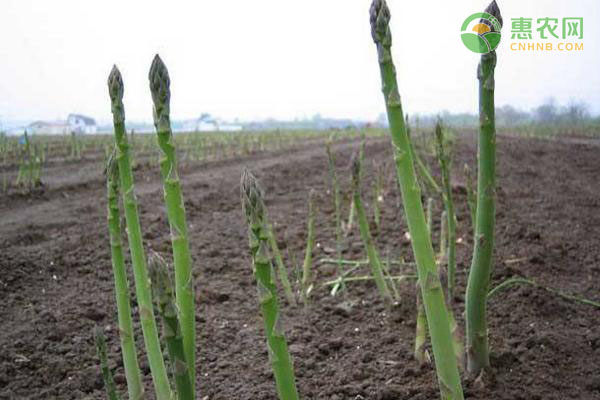 蘆筍的種植方法-圖片版權(quán)歸惠農(nóng)網(wǎng)所有