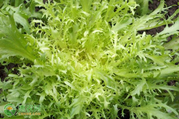 苦菊種植時間和方法-圖片版權(quán)歸惠農(nóng)網(wǎng)所有