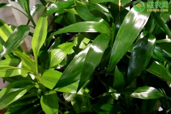冬季富貴竹的養(yǎng)護(hù)方法-圖片版權(quán)歸惠農(nóng)網(wǎng)所有