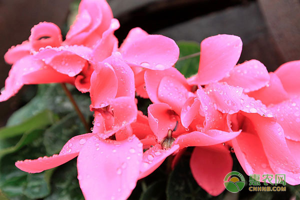 仙客來花夏天的養(yǎng)護(hù)方法-圖片版權(quán)歸惠農(nóng)網(wǎng)所有