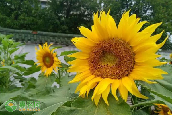 春季油葵的种植时间和方法-图片版权归惠农网所有