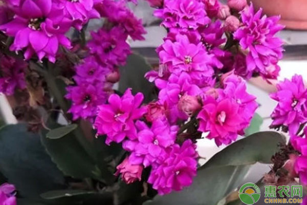 長壽花怎么扦插種植？-圖片版權(quán)歸惠農(nóng)網(wǎng)所有