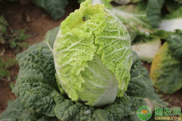 白菜种植时间与方法-图片版权归惠农网所有