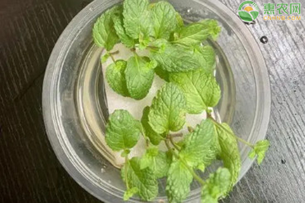 薄荷爆盆養(yǎng)殖小妙招-圖片版權(quán)歸惠農(nóng)網(wǎng)所有
