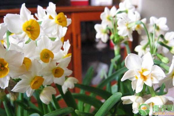 水仙花養(yǎng)殖方法與技巧-圖片版權(quán)歸惠農(nóng)網(wǎng)所有