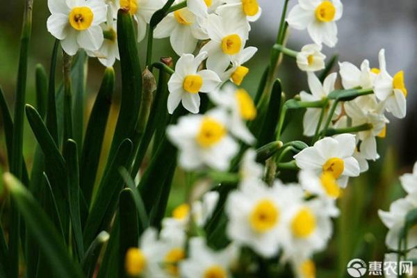 水仙花養(yǎng)殖方法與技巧-圖片版權(quán)歸惠農(nóng)網(wǎng)所有