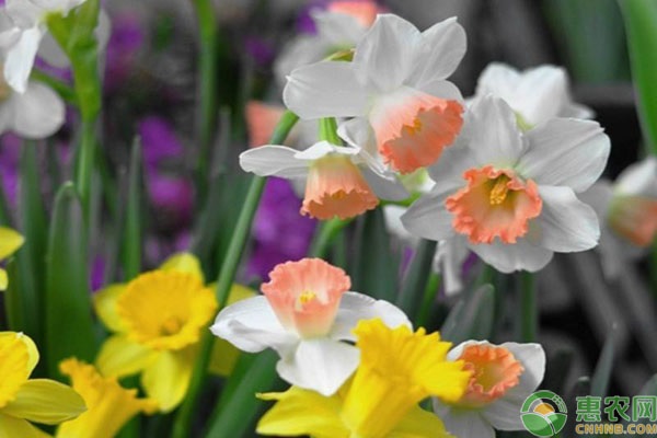 水仙花養(yǎng)殖方法與技巧-圖片版權(quán)歸惠農(nóng)網(wǎng)所有