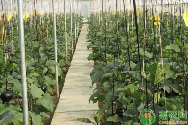 茄子怎么種植才能結(jié)得多？-圖片版權(quán)歸惠農(nóng)網(wǎng)所有
