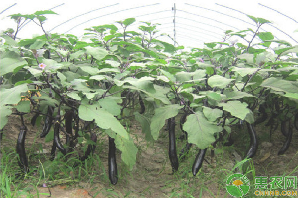 茄子怎么種植才能結(jié)得多？-圖片版權(quán)歸惠農(nóng)網(wǎng)所有