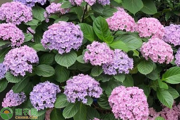 繡球花的養(yǎng)護(hù)技巧-圖片版權(quán)歸惠農(nóng)網(wǎng)所有