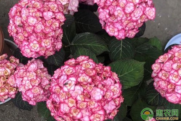 繡球花的養(yǎng)護(hù)技巧-圖片版權(quán)歸惠農(nóng)網(wǎng)所有