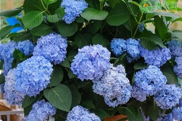 繡球花的養(yǎng)護(hù)技巧-圖片版權(quán)歸惠農(nóng)網(wǎng)所有