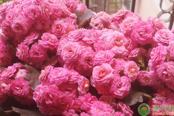長壽花的養(yǎng)護技巧-圖片版權(quán)歸惠農(nóng)網(wǎng)所有
