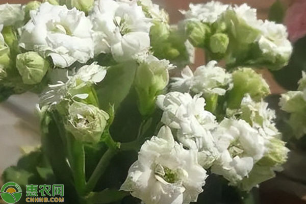 長壽花的養(yǎng)護技巧-圖片版權(quán)歸惠農(nóng)網(wǎng)所有
