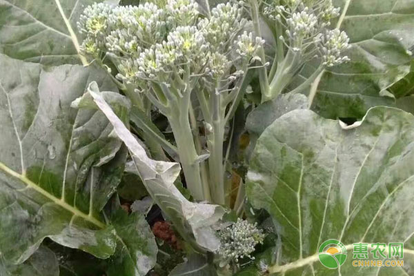 春天可以种西兰花吗？-图片版权归惠农网所有