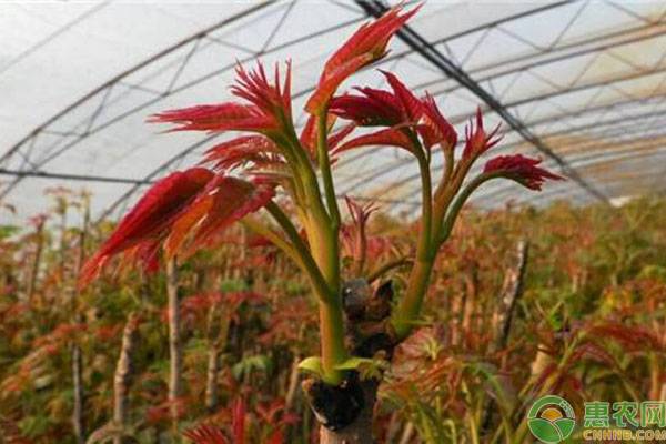 香椿種植方法和時間-圖片版權(quán)歸惠農(nóng)網(wǎng)所有