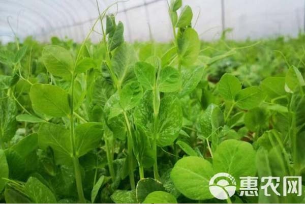 豌豆苗的種植方法-圖片版權(quán)歸惠農(nóng)網(wǎng)所有