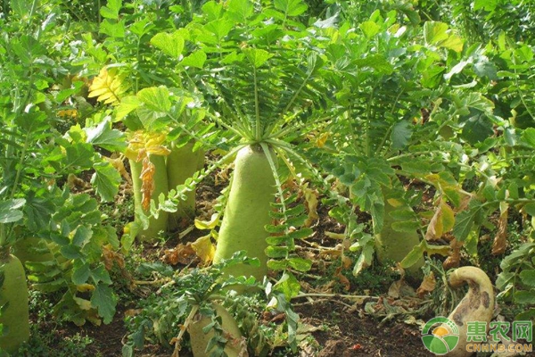 春季萝卜种植时间和方法-图片版权归惠农网所有