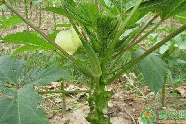 秋葵怎么種植？-圖片版權(quán)歸惠農(nóng)網(wǎng)所有