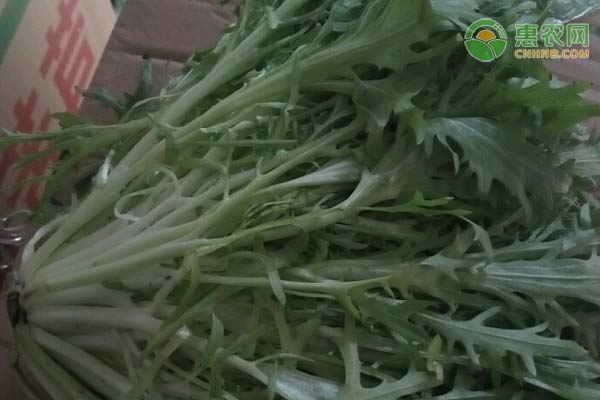 苦菊什么時(shí)間種植合適？-圖片版權(quán)歸惠農(nóng)網(wǎng)所有