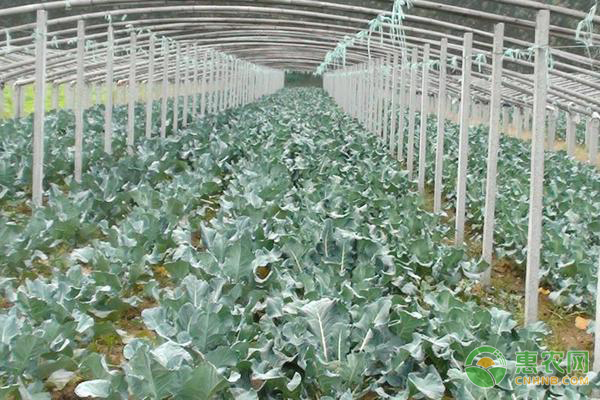 春天可以种西兰花吗？-图片版权归惠农网所有