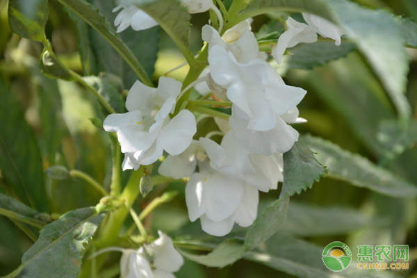 鳳仙花怎么種？-圖片版權(quán)歸惠農(nóng)網(wǎng)所有