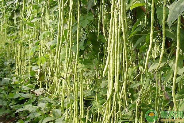 豆角和誰(shuí)一起種最好？-圖片版權(quán)歸惠農(nóng)網(wǎng)所有